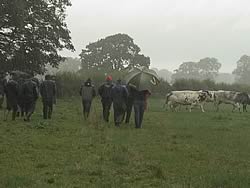 Setting off to see the cattle